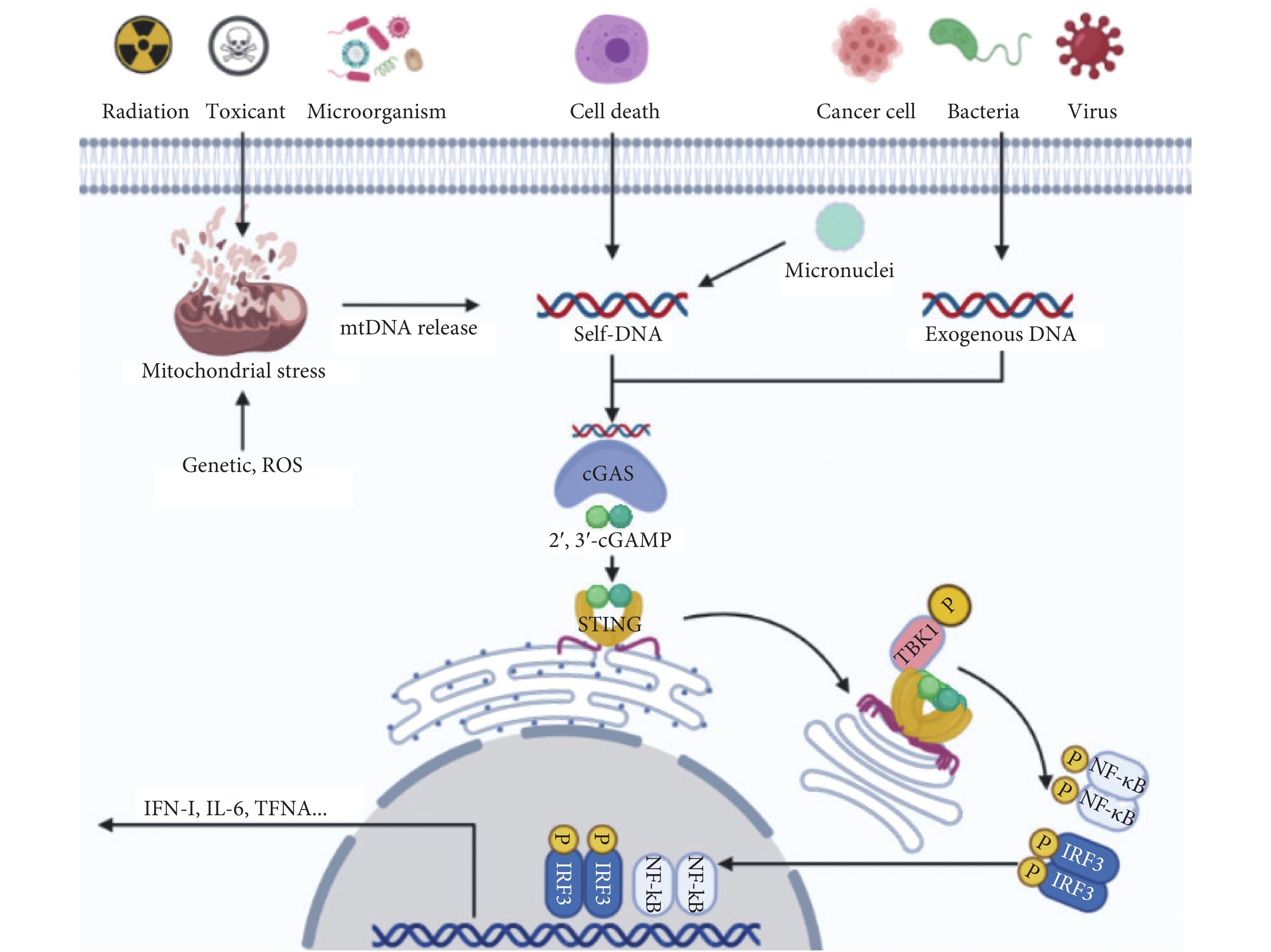 mitochondrial dna and cgas-sting innate immune sig