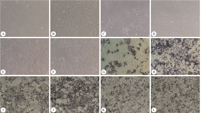 bmscs成骨诱导3 d后观察(a~f)及成骨诱导7 d后alp染色观察(g~l)