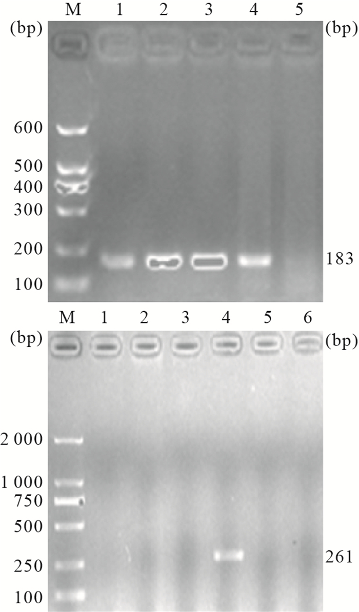 图                         e  dna pcr产物凝胶电泳