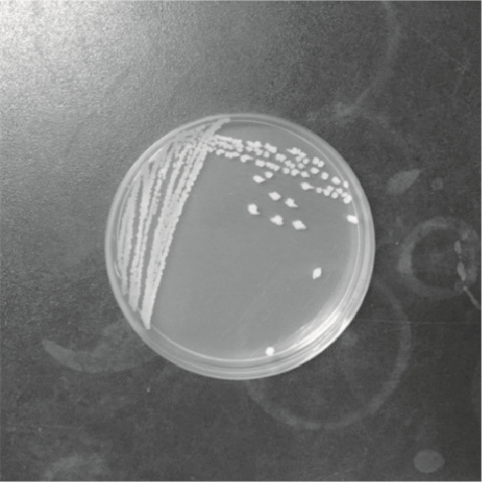 圖 營養瓊脂培養基上菌落形態