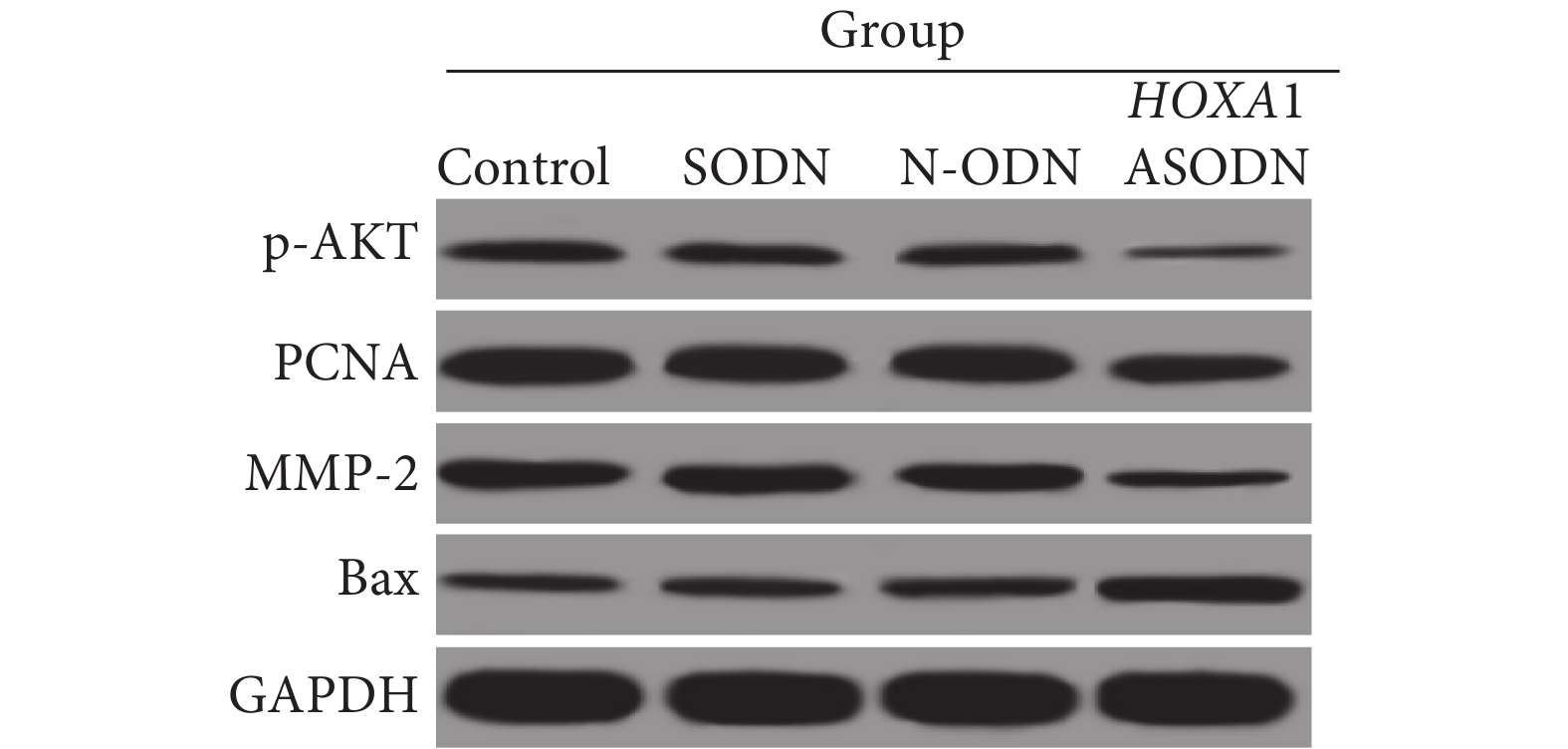 western blot 图片造假图片