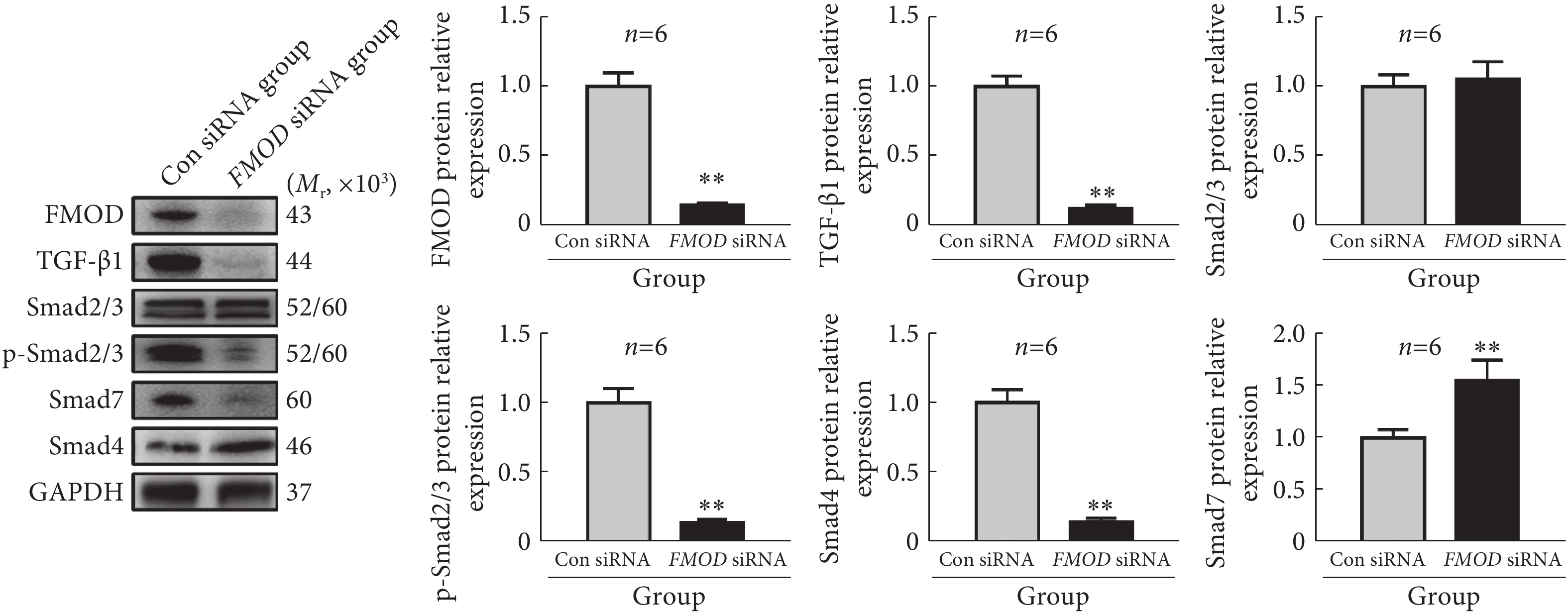 图 fmod,tgf-β1