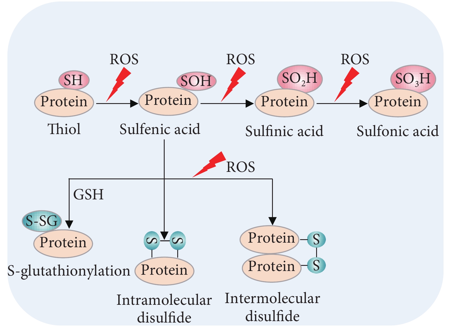 蛋白质翻译过程图解图片