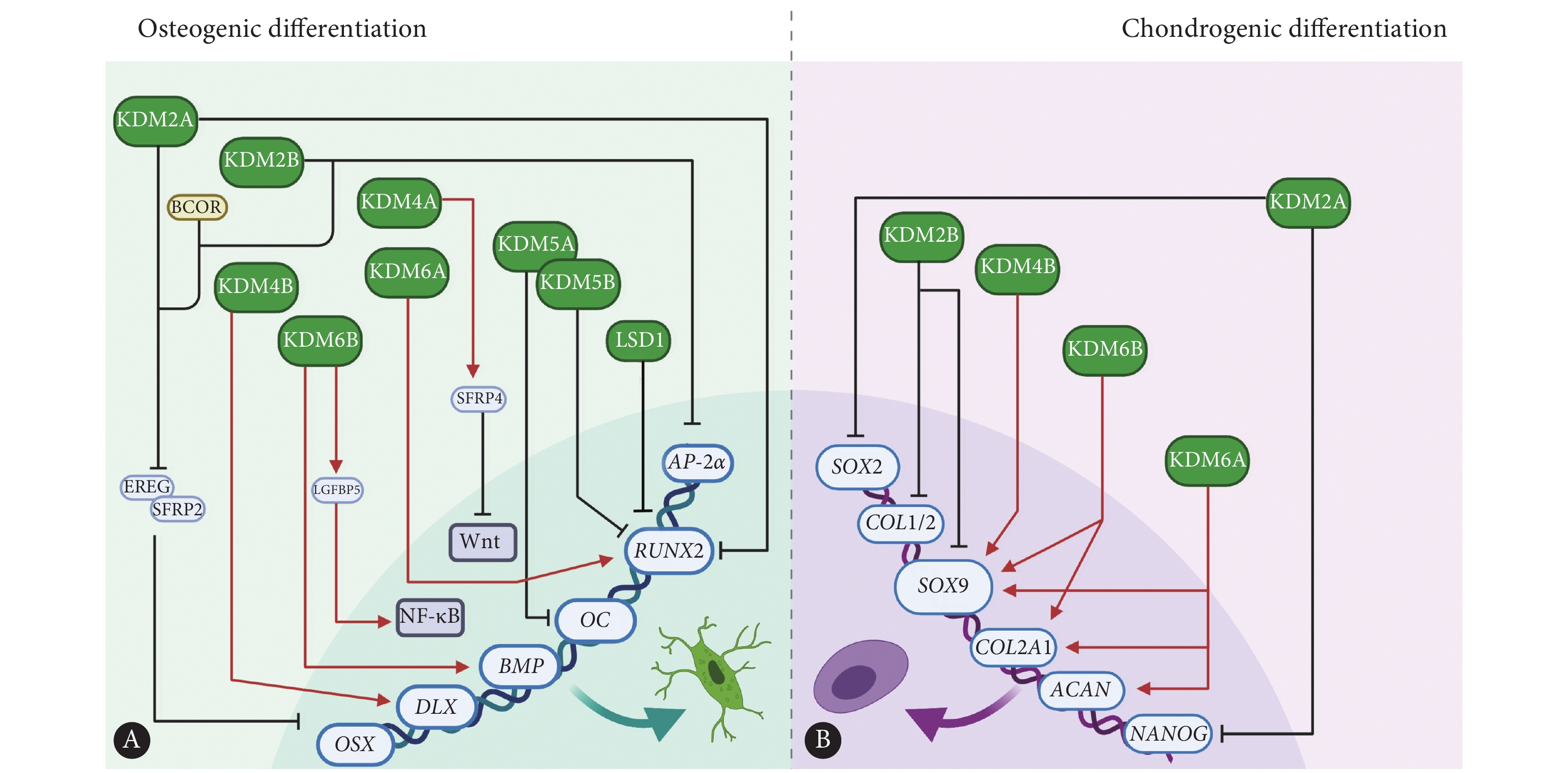 图                     kdms在mscs成骨,成
