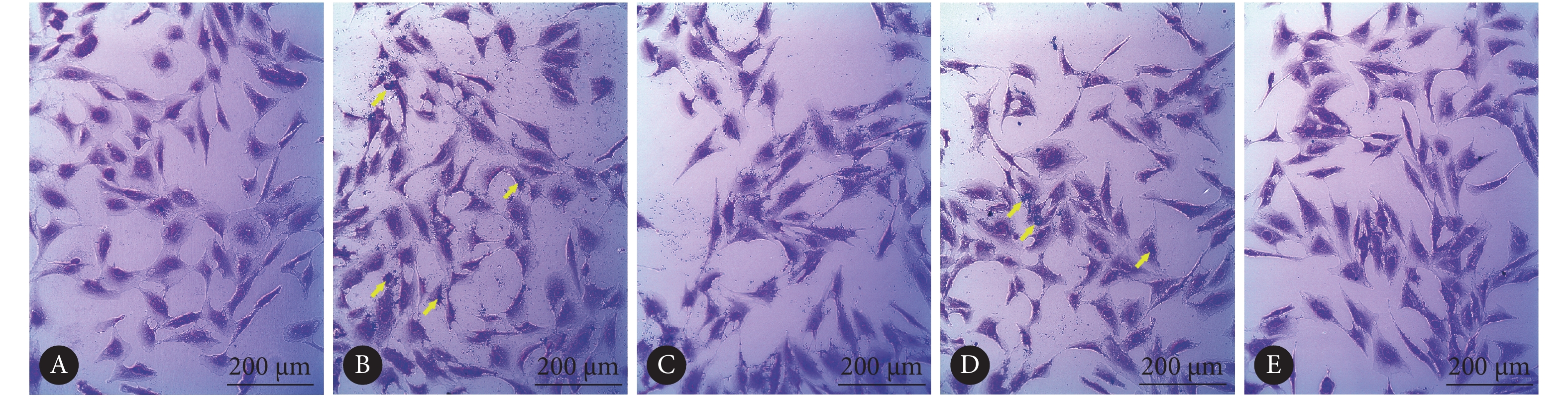 细菌生物膜结晶紫染色图片