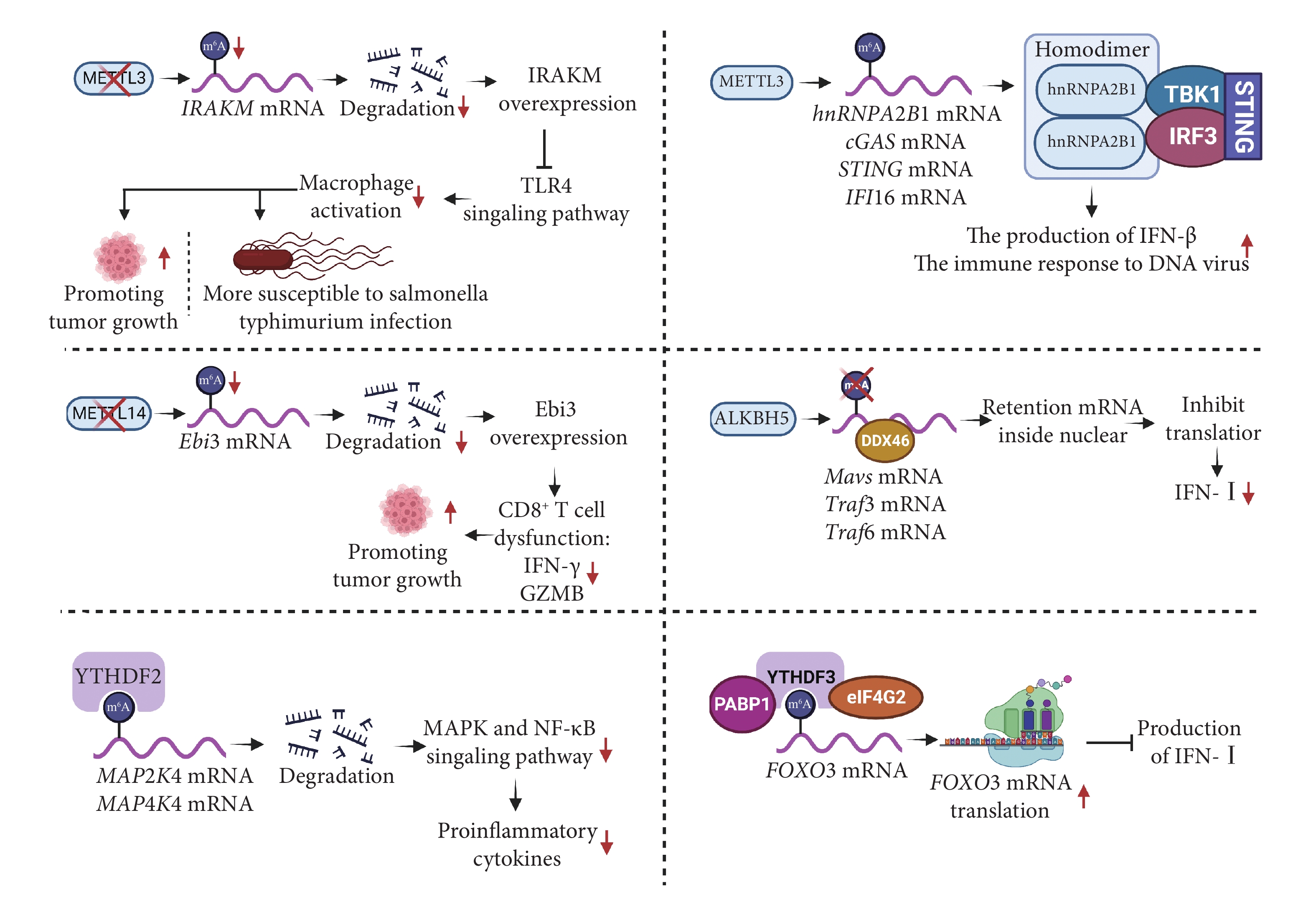 RNA m 6 A修饰与免疫功能调控