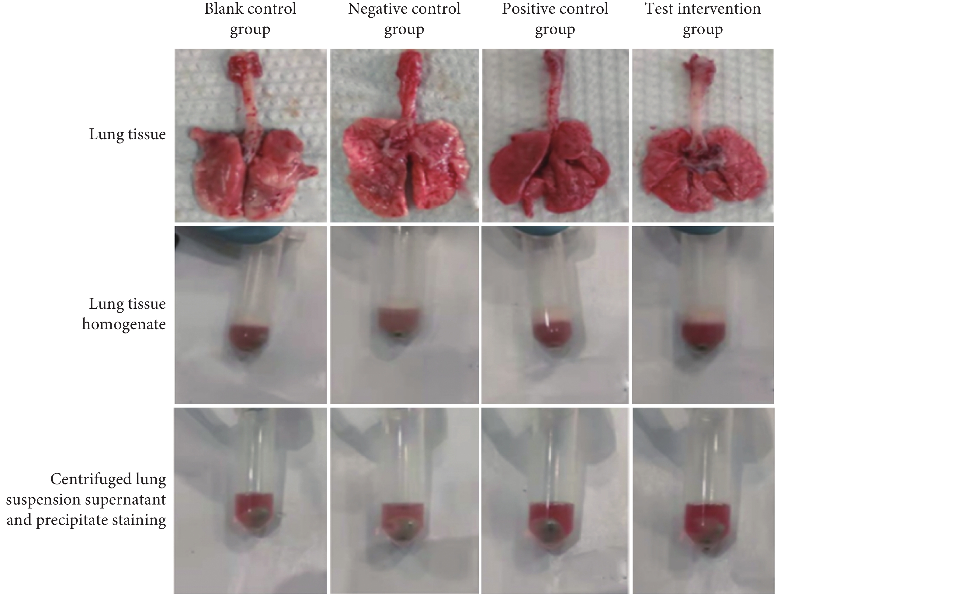增稠营养液喂养后2周大鼠肺部组织染色情况
